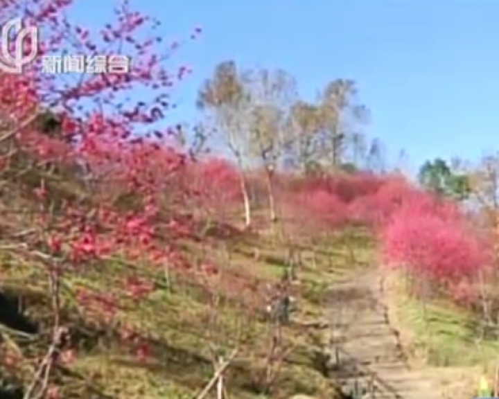 台湾：樱花提前绽放  赏花人潮如织
